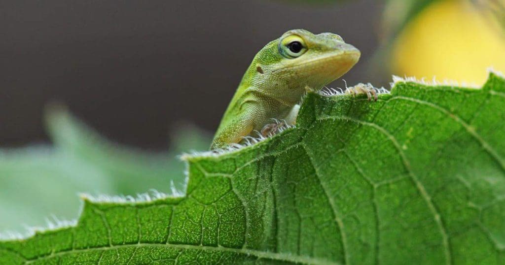 Anolis carolinensis