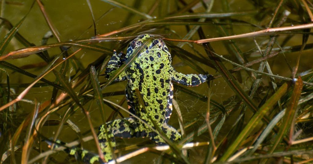 Bombina orientalis