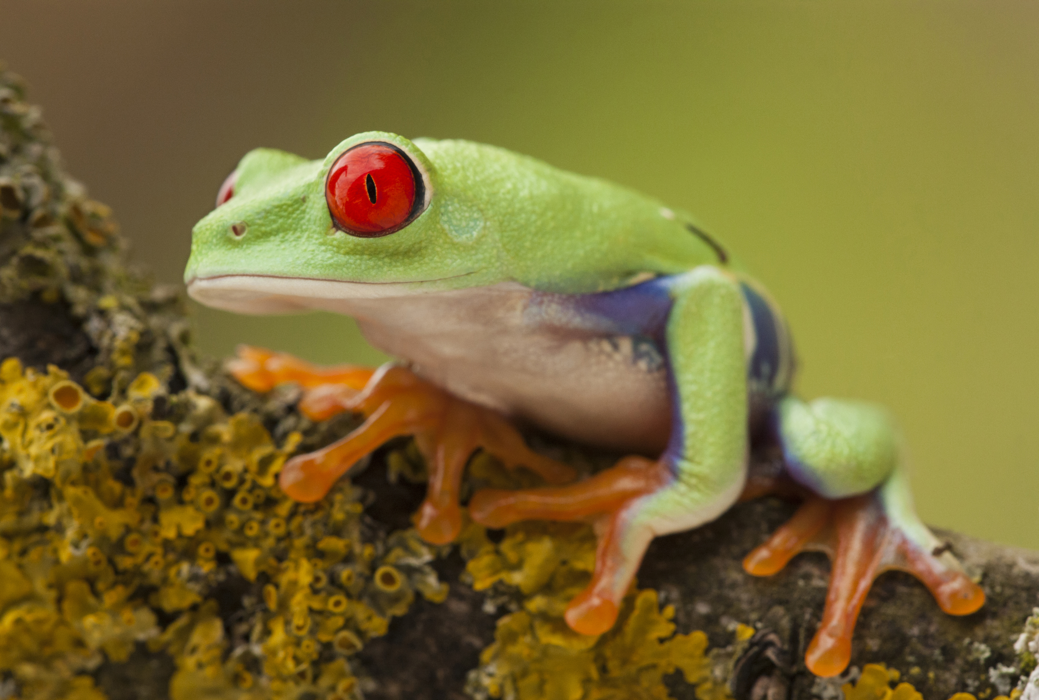 Dendrobates auratus