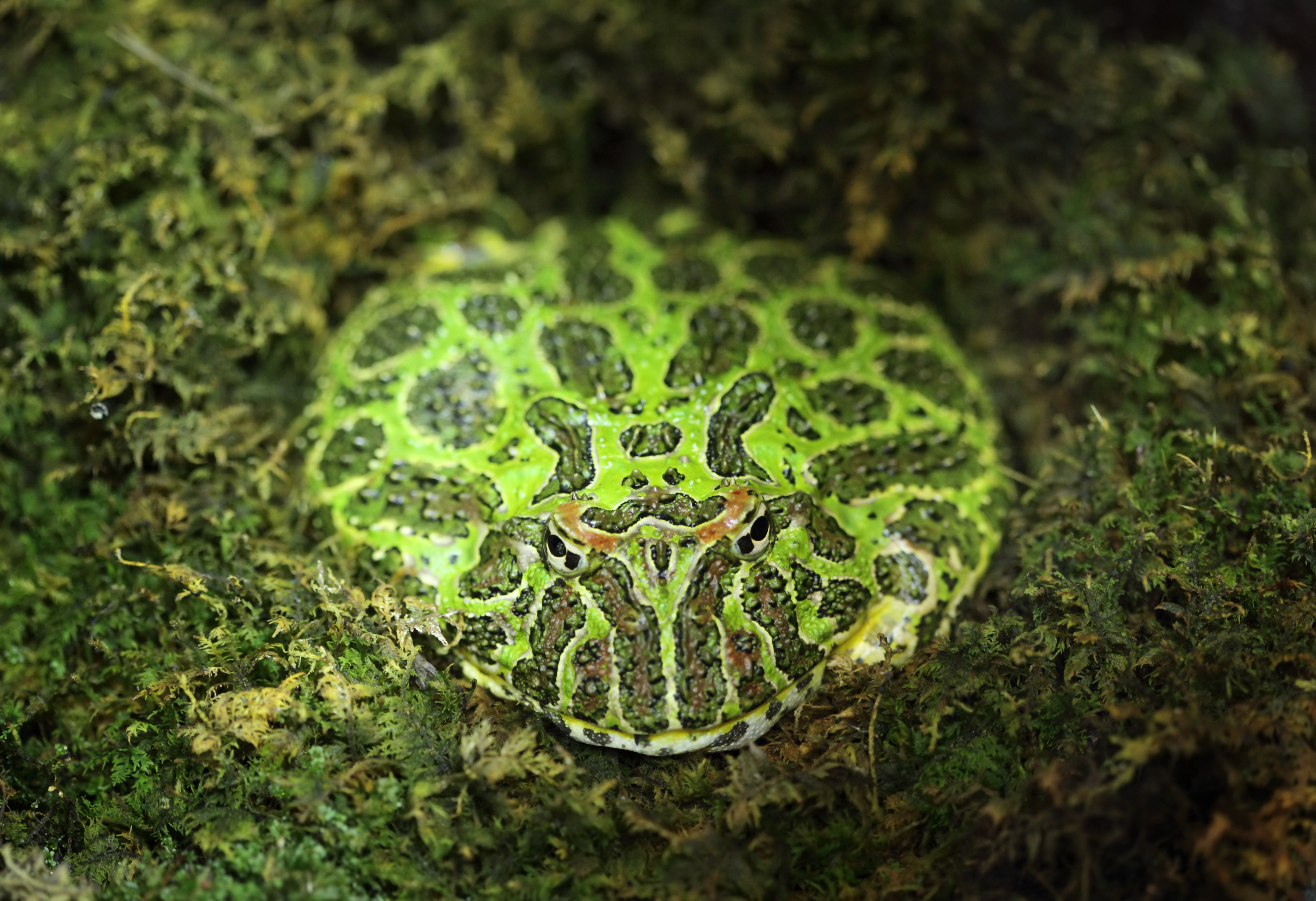 Dendrobates auratus