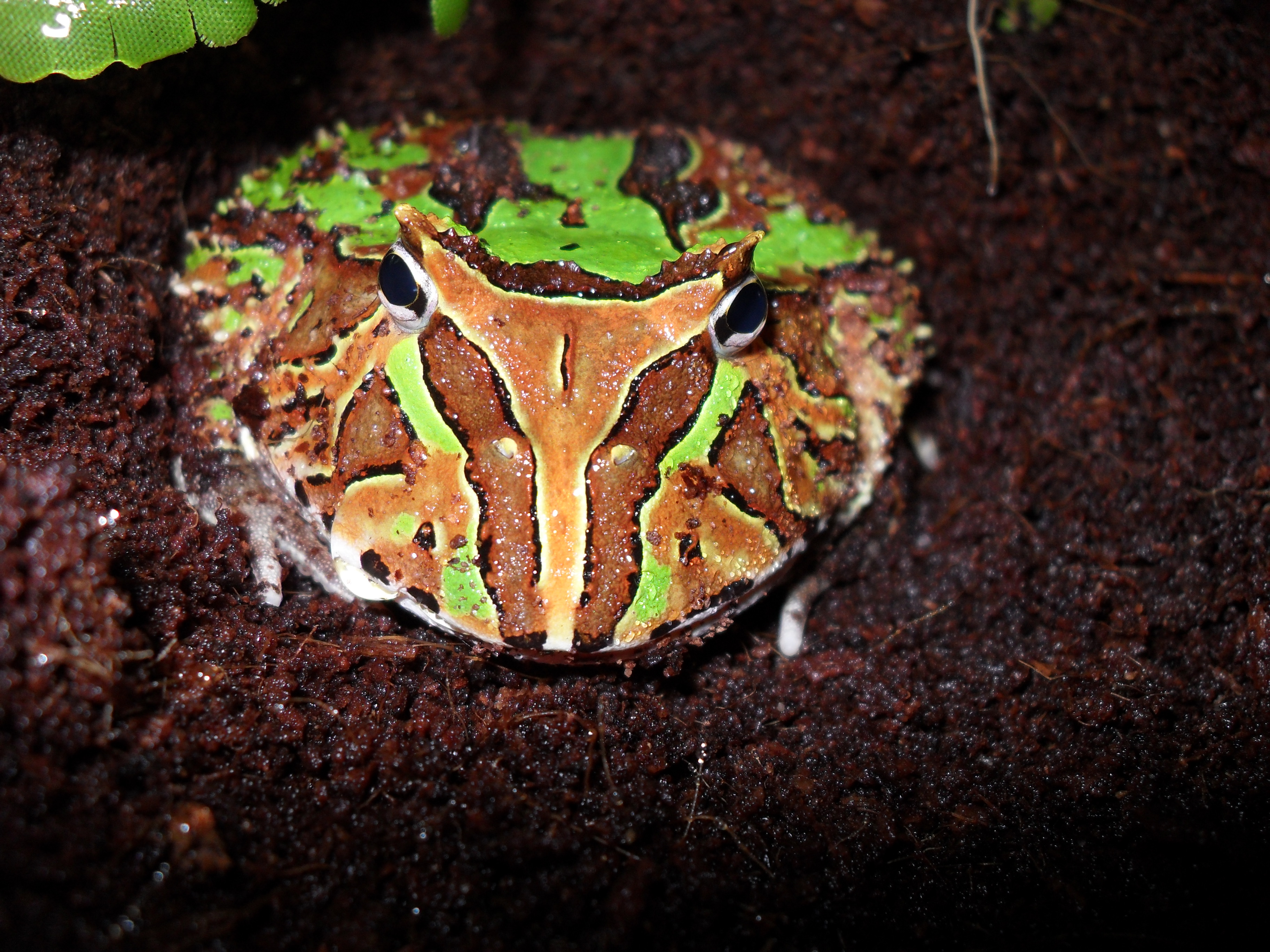 Ceratophrys ornata