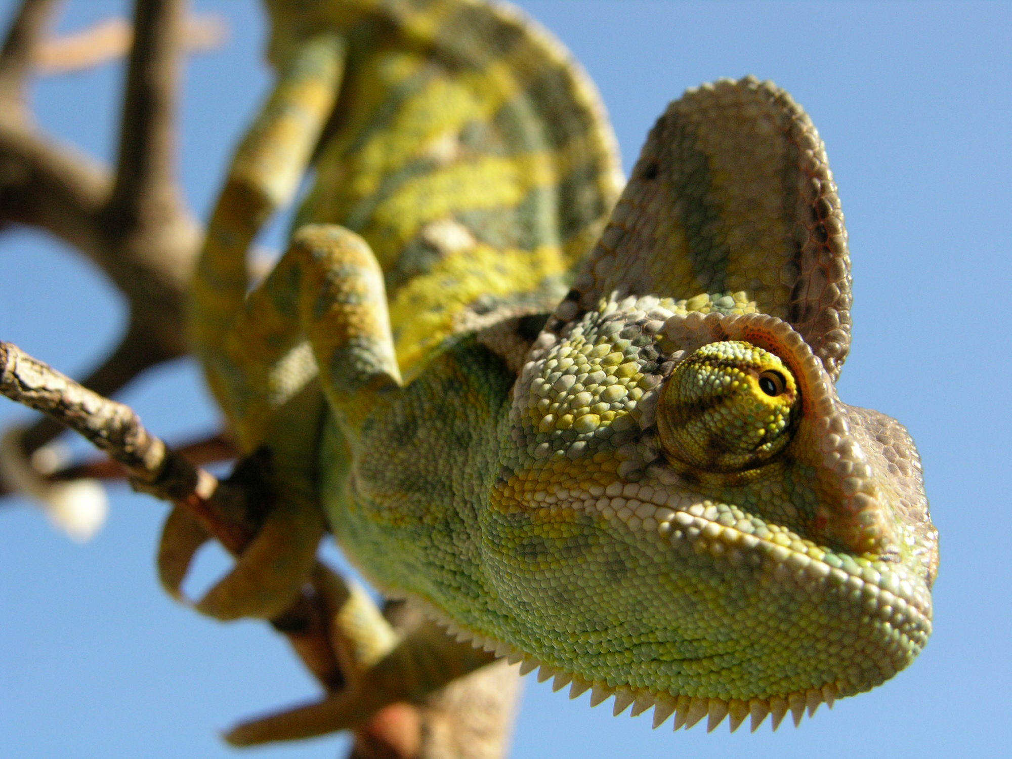 Chamaeleo Calyptratus close up - by A. Visemirski.