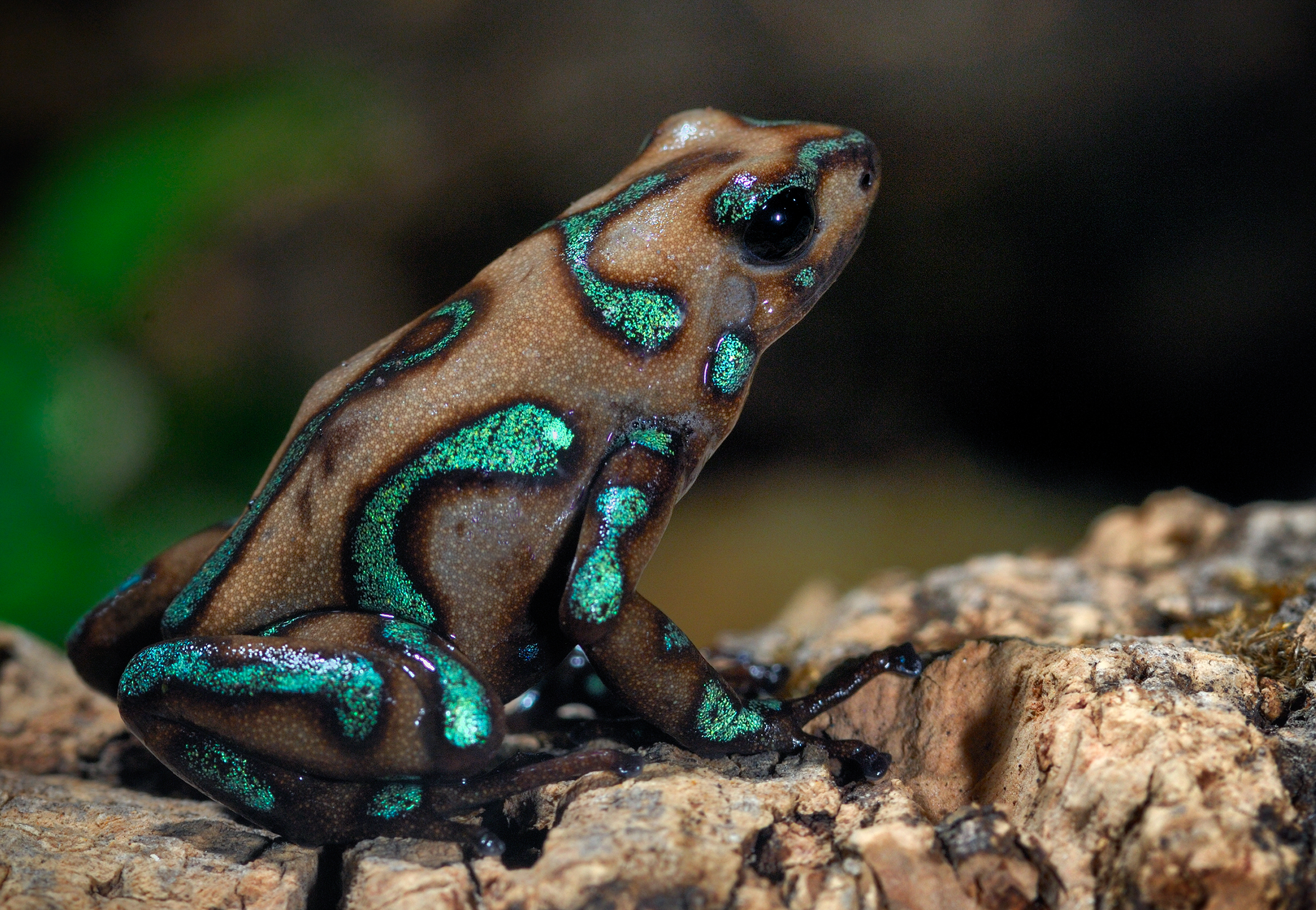 Dendrobates auratus 'Highland Bronze' occurs in Panama, the highlands on the east Atlantic Coast - M.D. Kern.