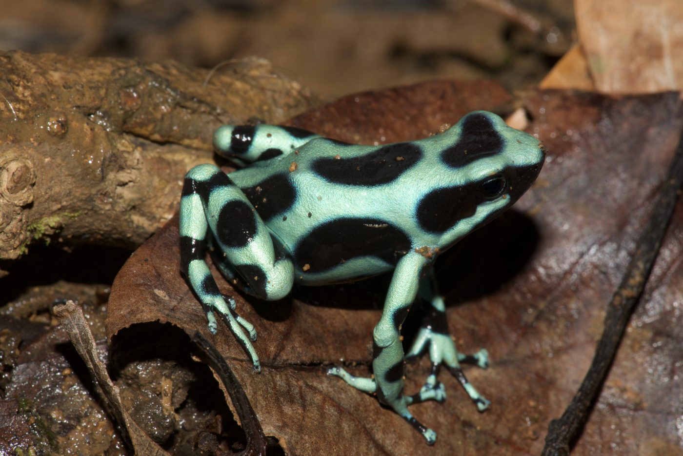 Dendrobates auratus on foliage - by E. Van Heygen.