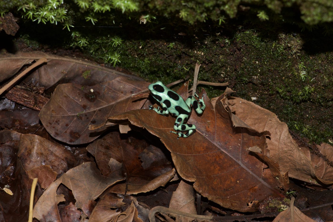 Dendrobates auratus in leaf litter from Bocas del Torro province, Panama - by E. Van Heygen