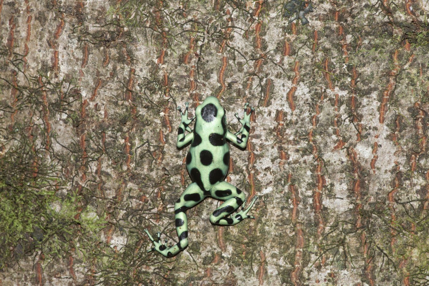 Dendrobatus auratus climbing a tree trunk. - by E. Van Heygen.