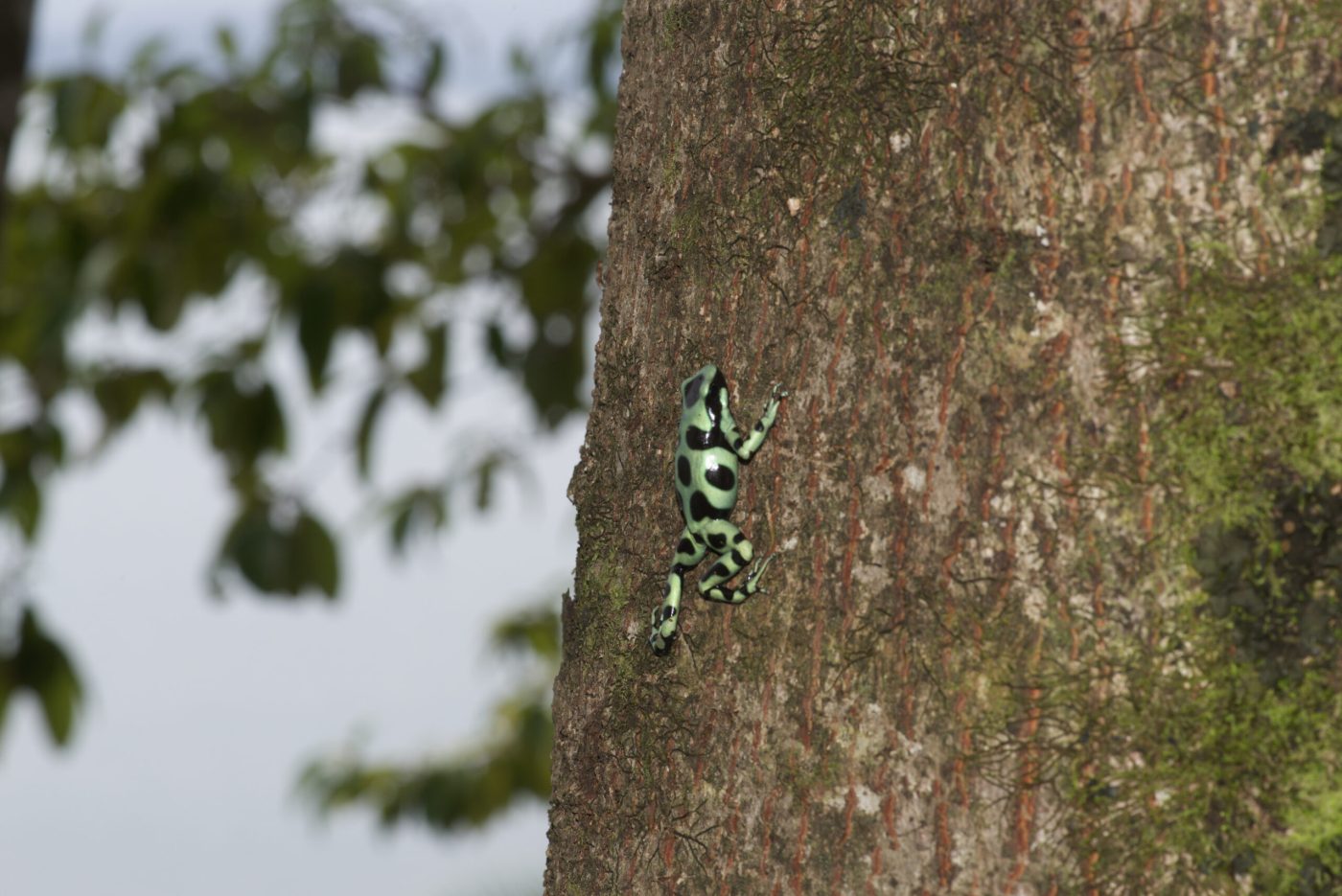 Dendrobatus auratus climbing a tree trunk. - by E. Van Heygen.