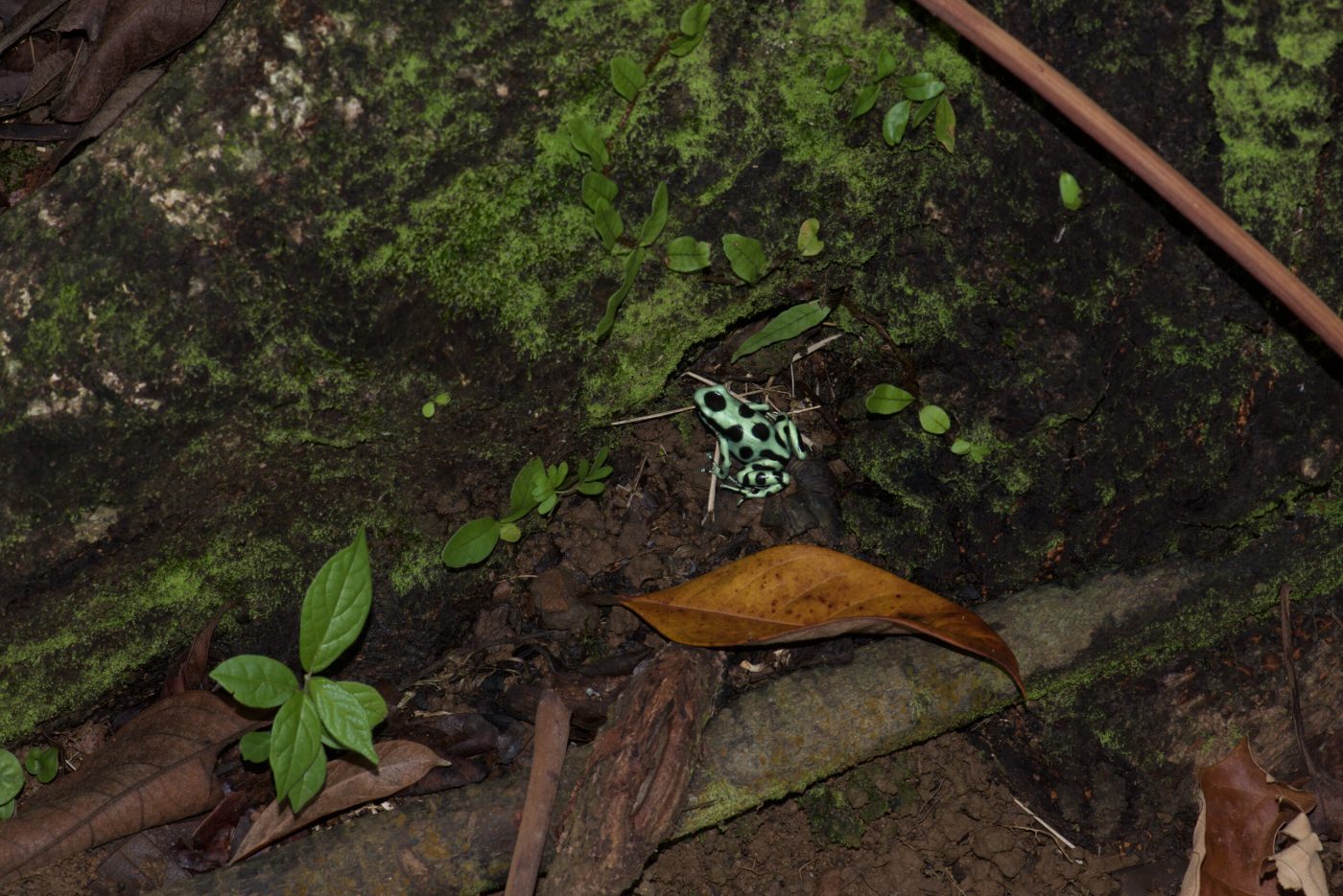 Dendrobates auratus from Bocas del Torro province, Panama - by E. Van Heygen