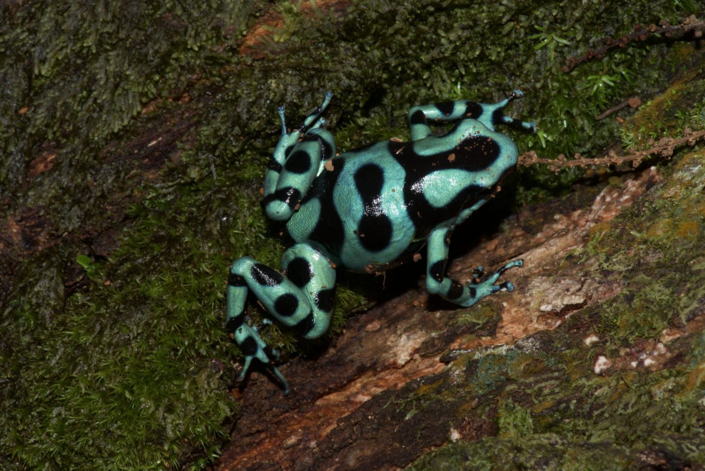 Dendrobates auratus on a tree trunk - by E. Van Heygen.