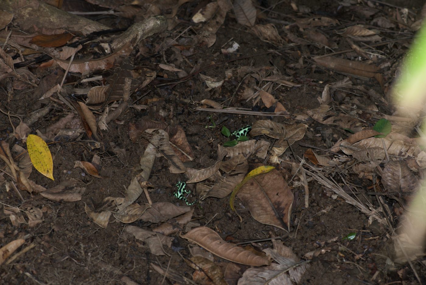 Dendrobates auratus pair from Bocas del Torro province, Panama - by E. Van Heygen