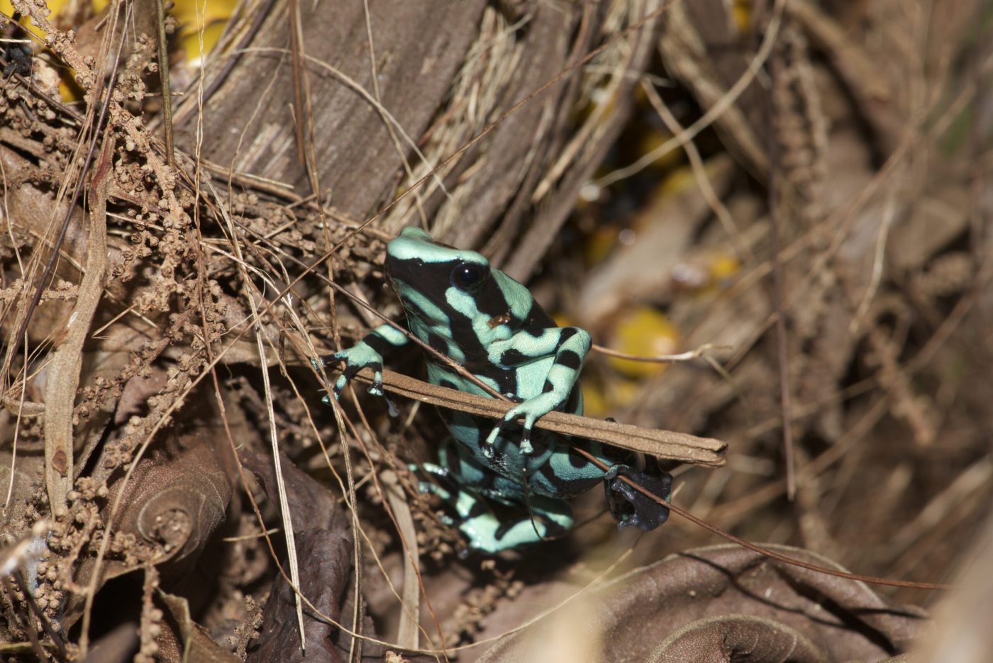 Green and black poison dart frog (Dendrobates auratus) crawling through foliage - by E. Van Heygen.