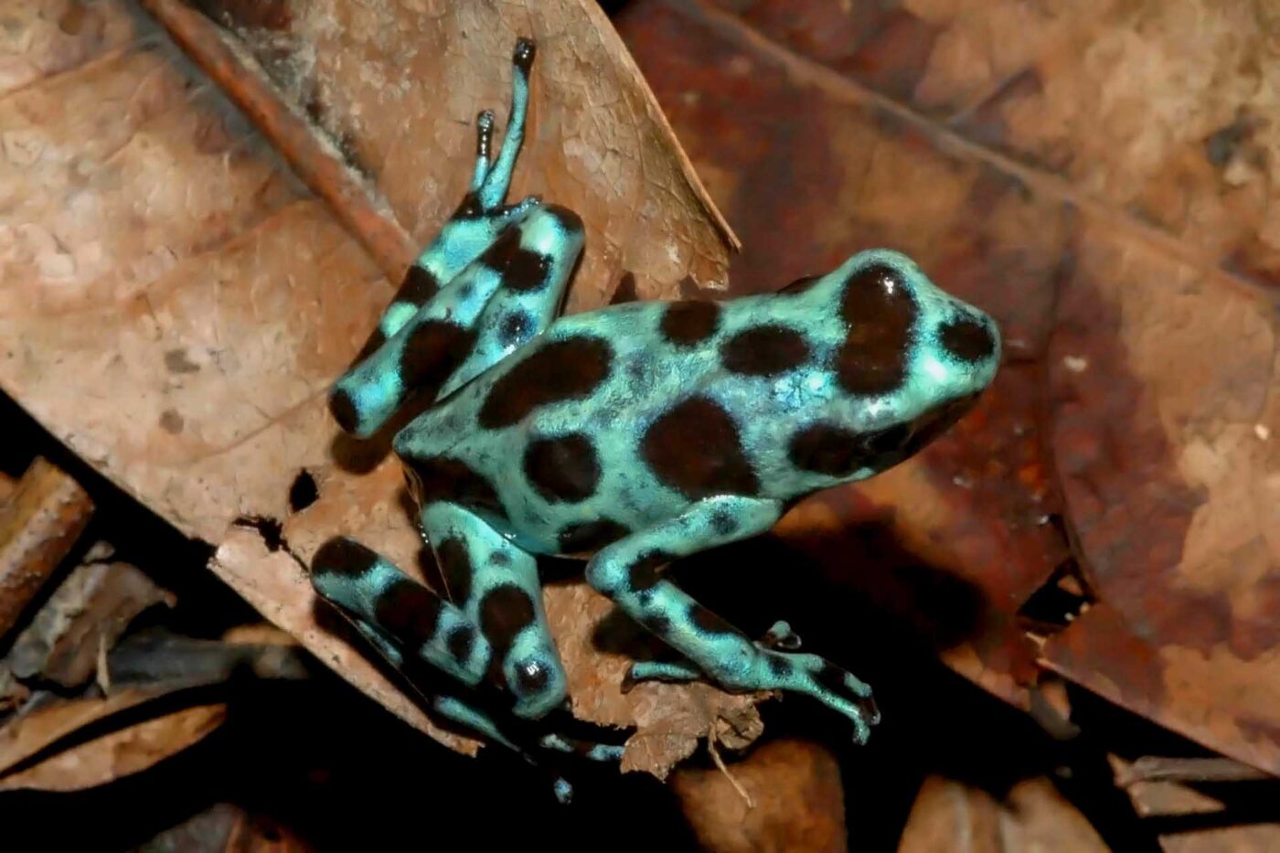 Dendrobates auratus 