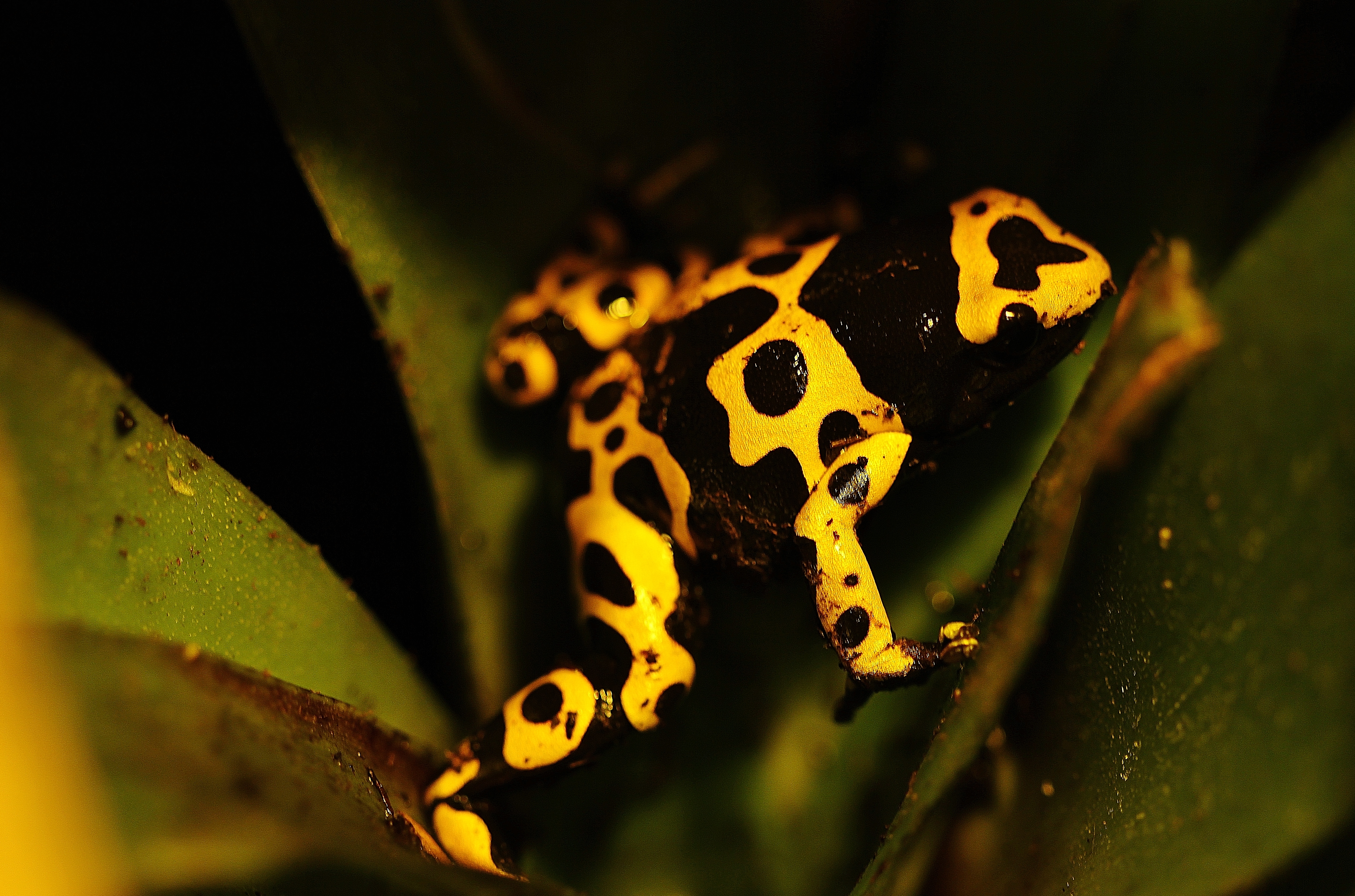 Dendrobates auratus