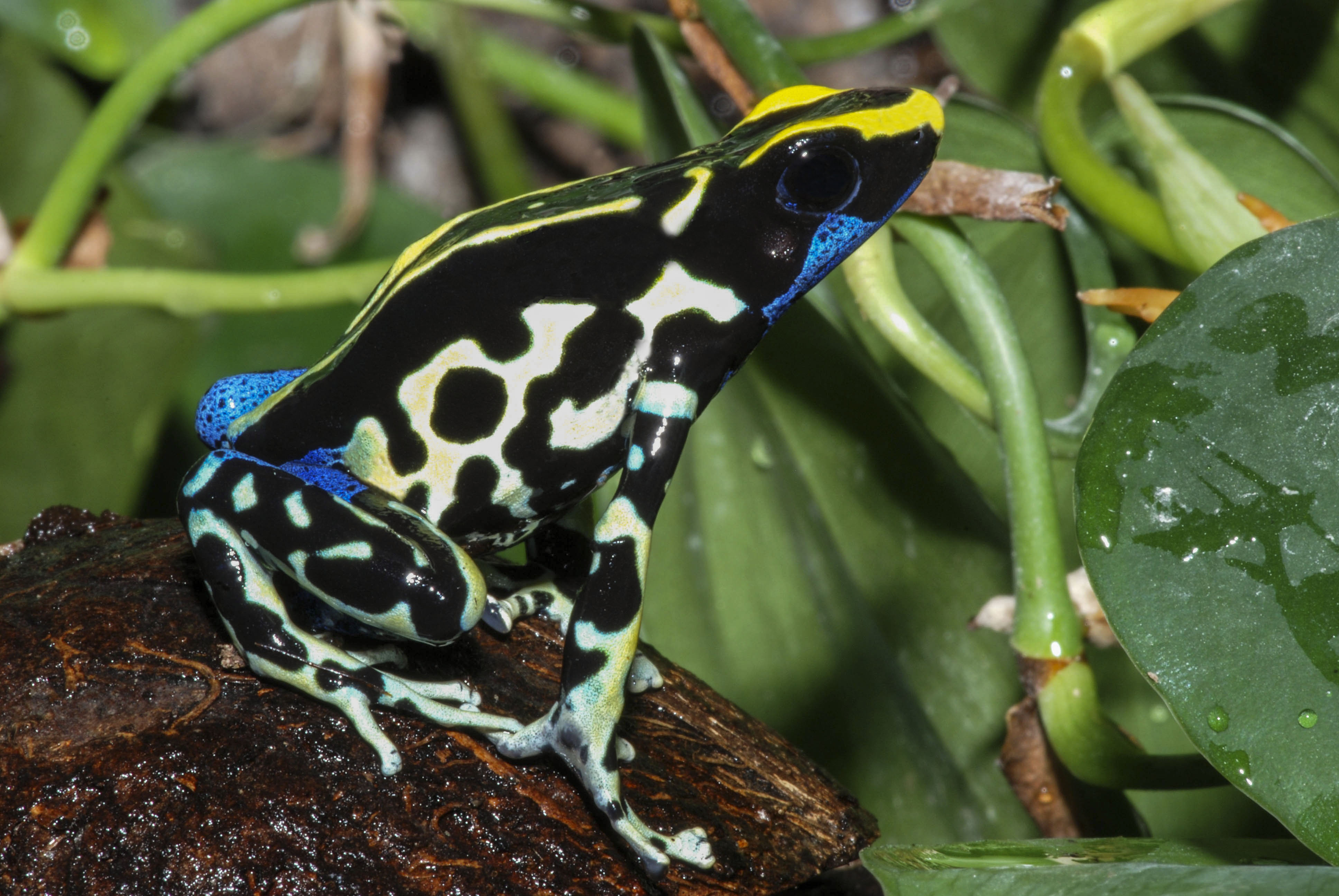 Dendrobates tinctorius