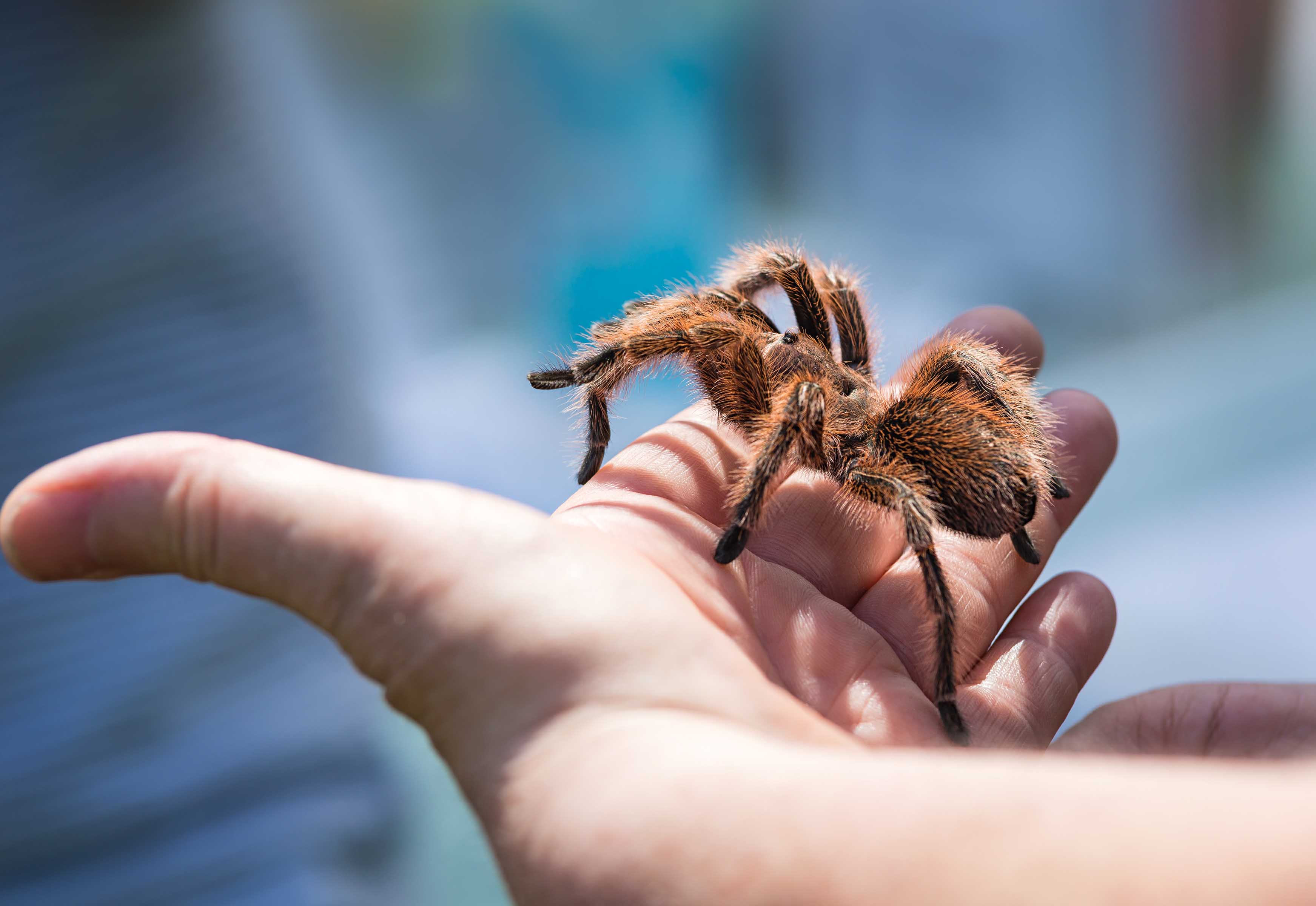 Grammostola rosea