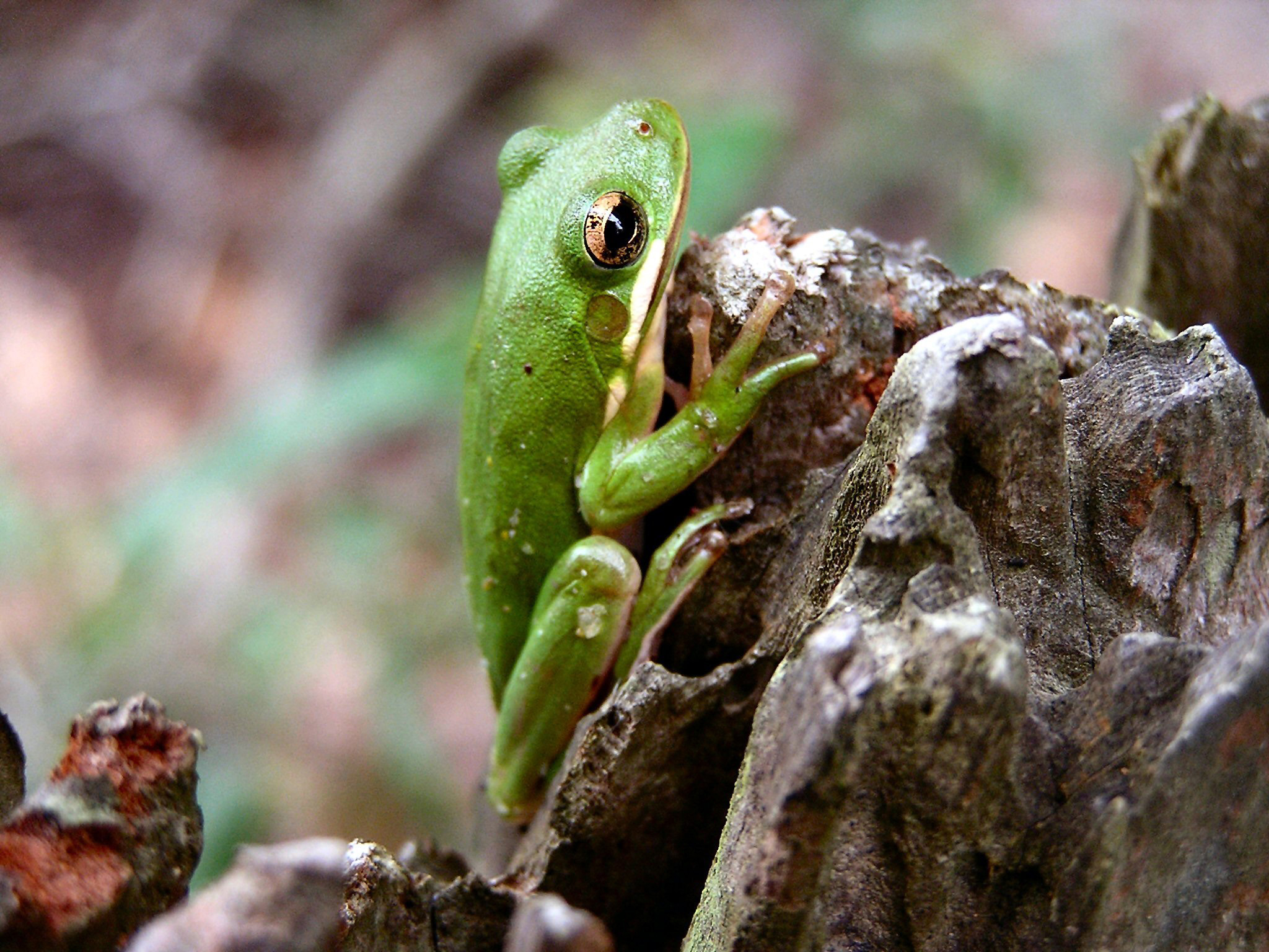 Dendrobates auratus