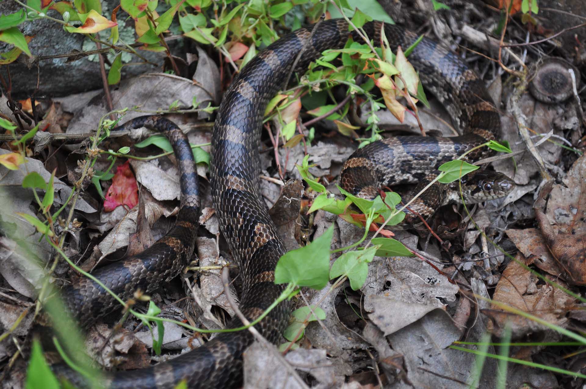 Lampropeltis triangulum