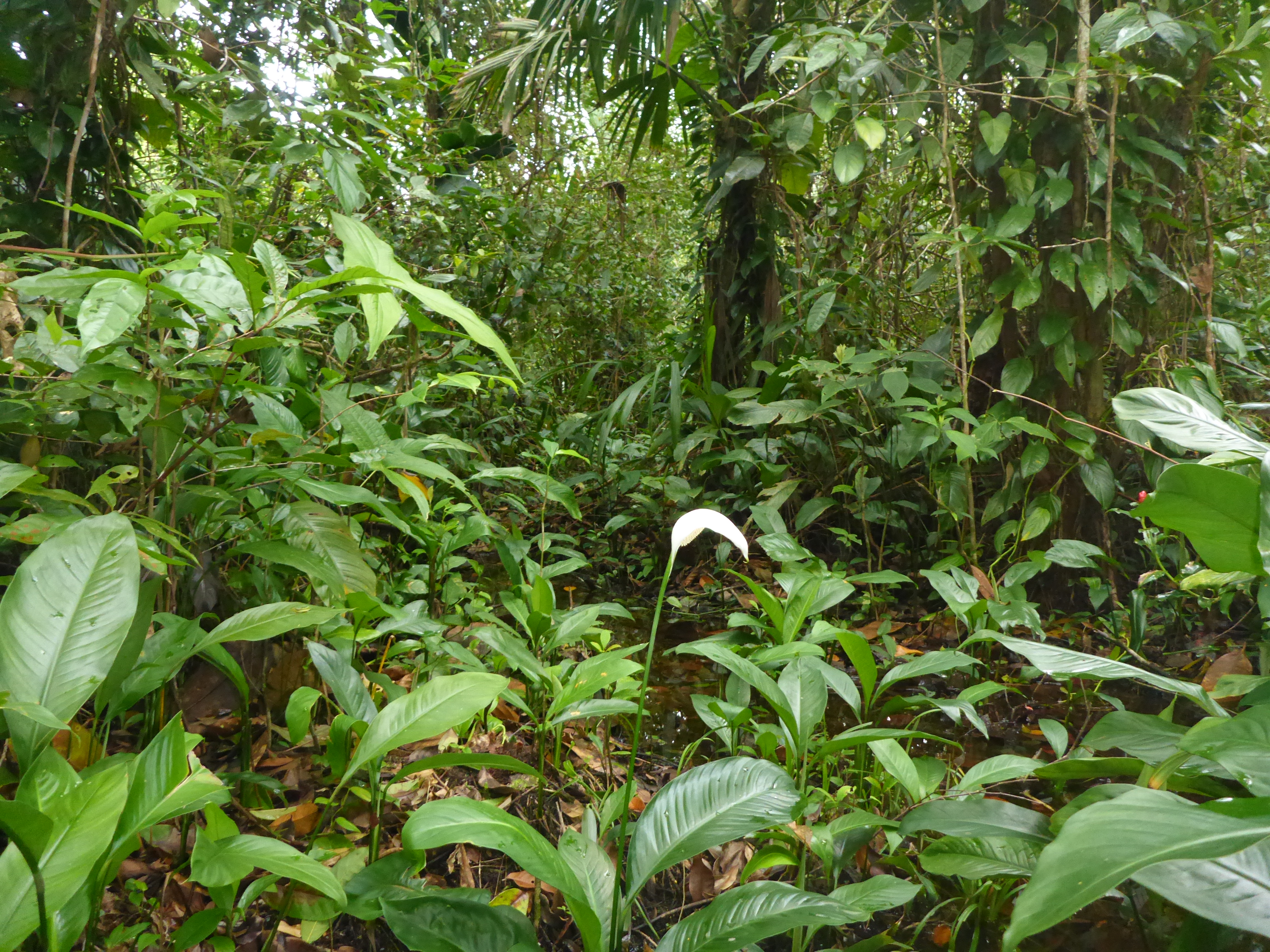 Dendrobates auratus