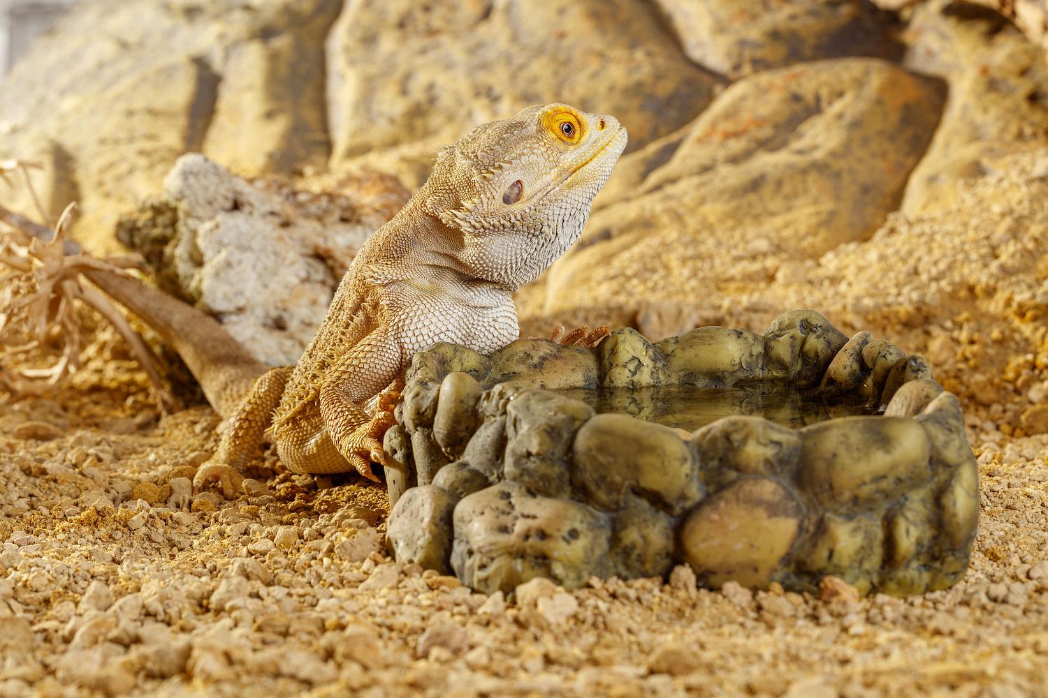 Pogona vitticeps