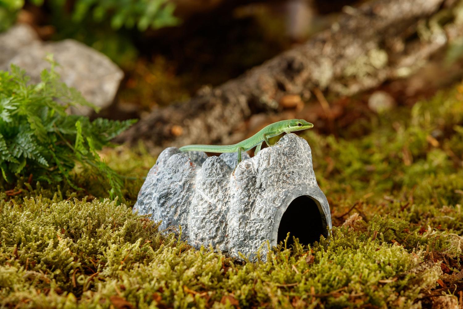 Dendrobates auratus