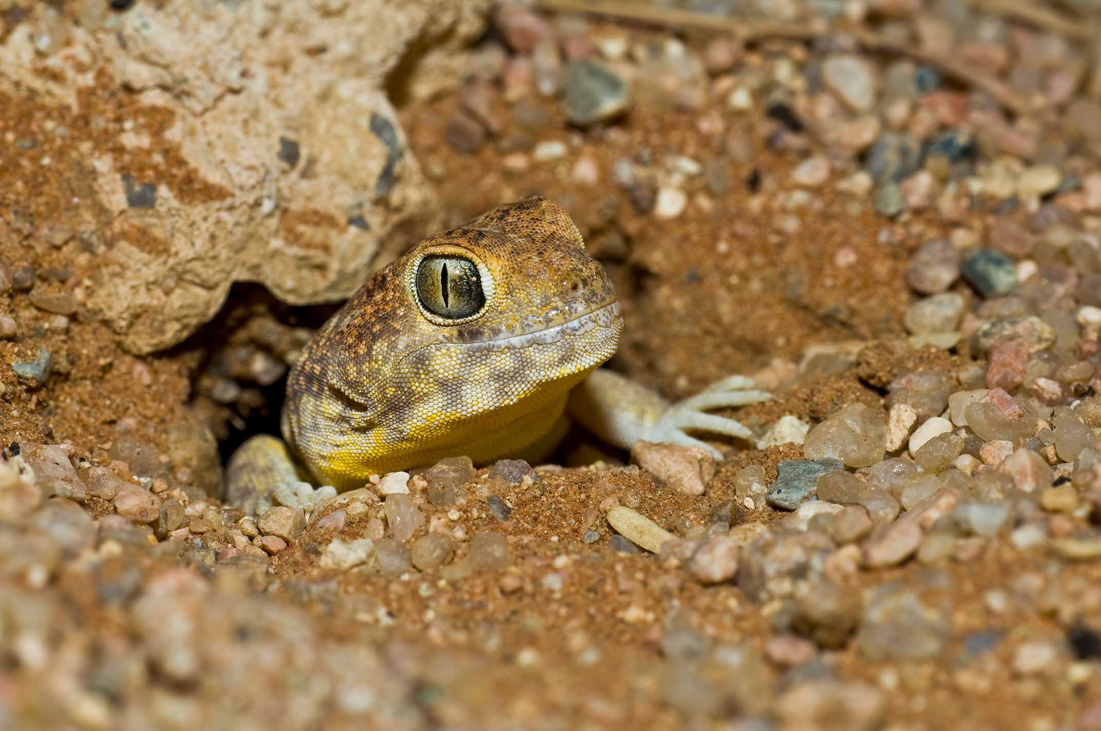 Der Gemeine Baumgecko (Ptenopus garrulus) baut ausgedehnte Tunnelsysteme