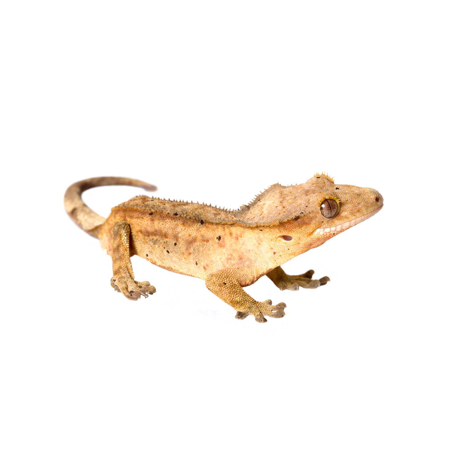 Correlophus ciliatus