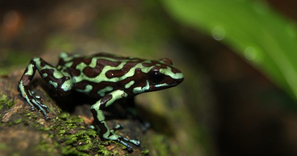 Dendrobates auratus from Taboga Island, Panama - by J.A. Hernandez