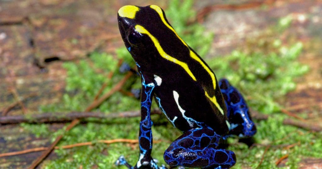 Dendrobates tinctorius