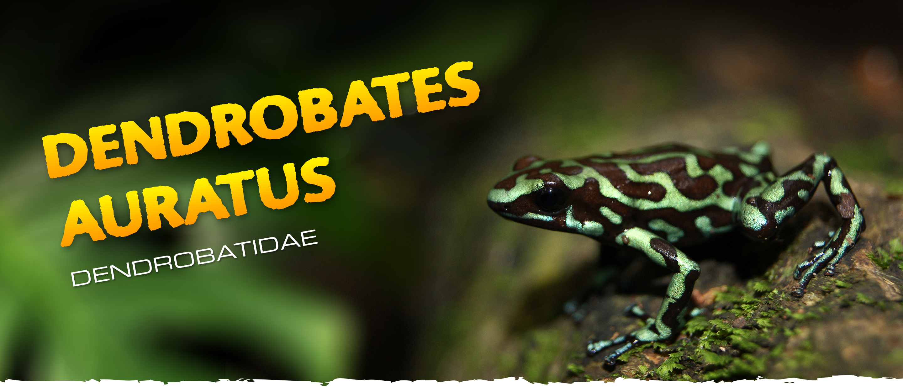 Dendrobates auratus