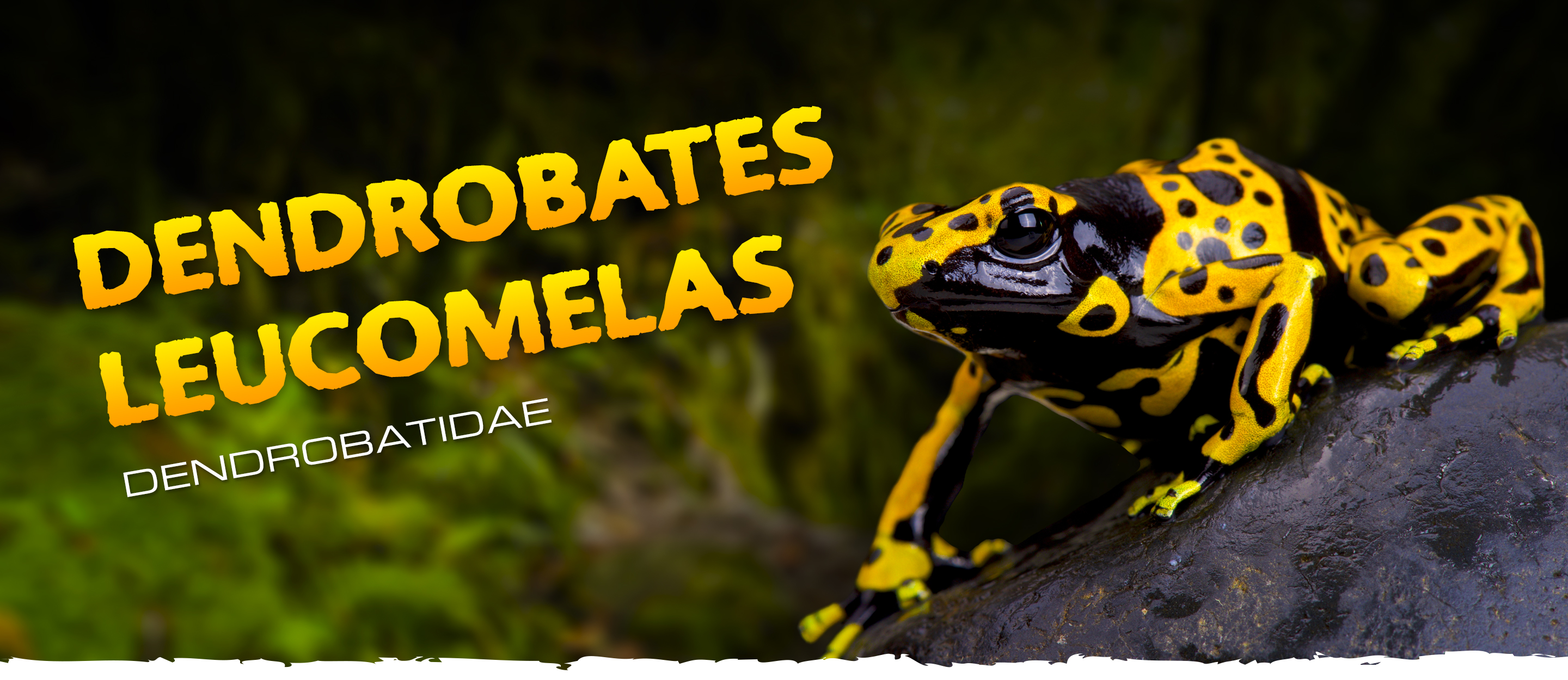 Dendrobates leucomelas