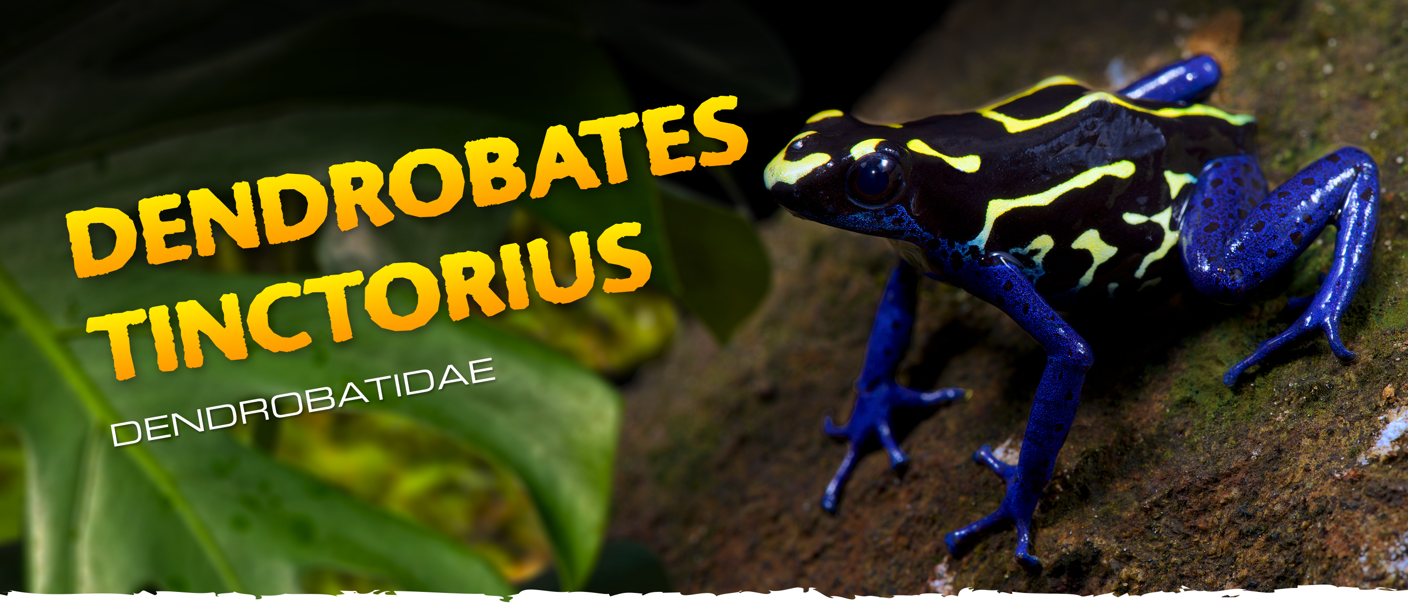 Dendrobates tinctorius