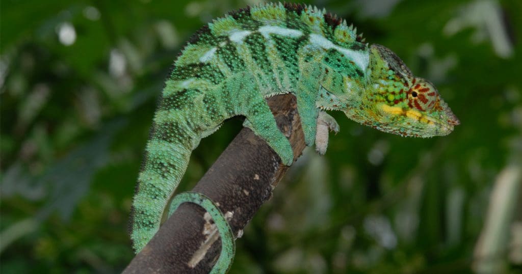 Furcifer pardalis