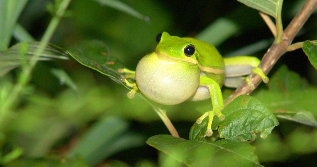 Hyla cinerea (Dryophytes cinereus)