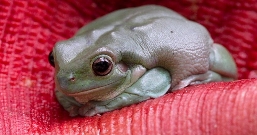 Ranoidea caerulea (Litoria caerulea)