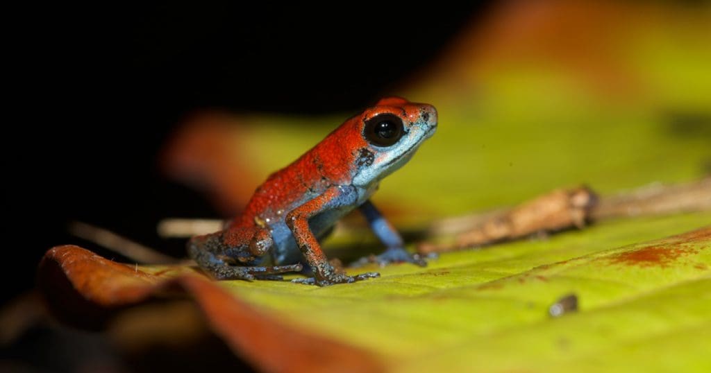 Oophaga pumilio