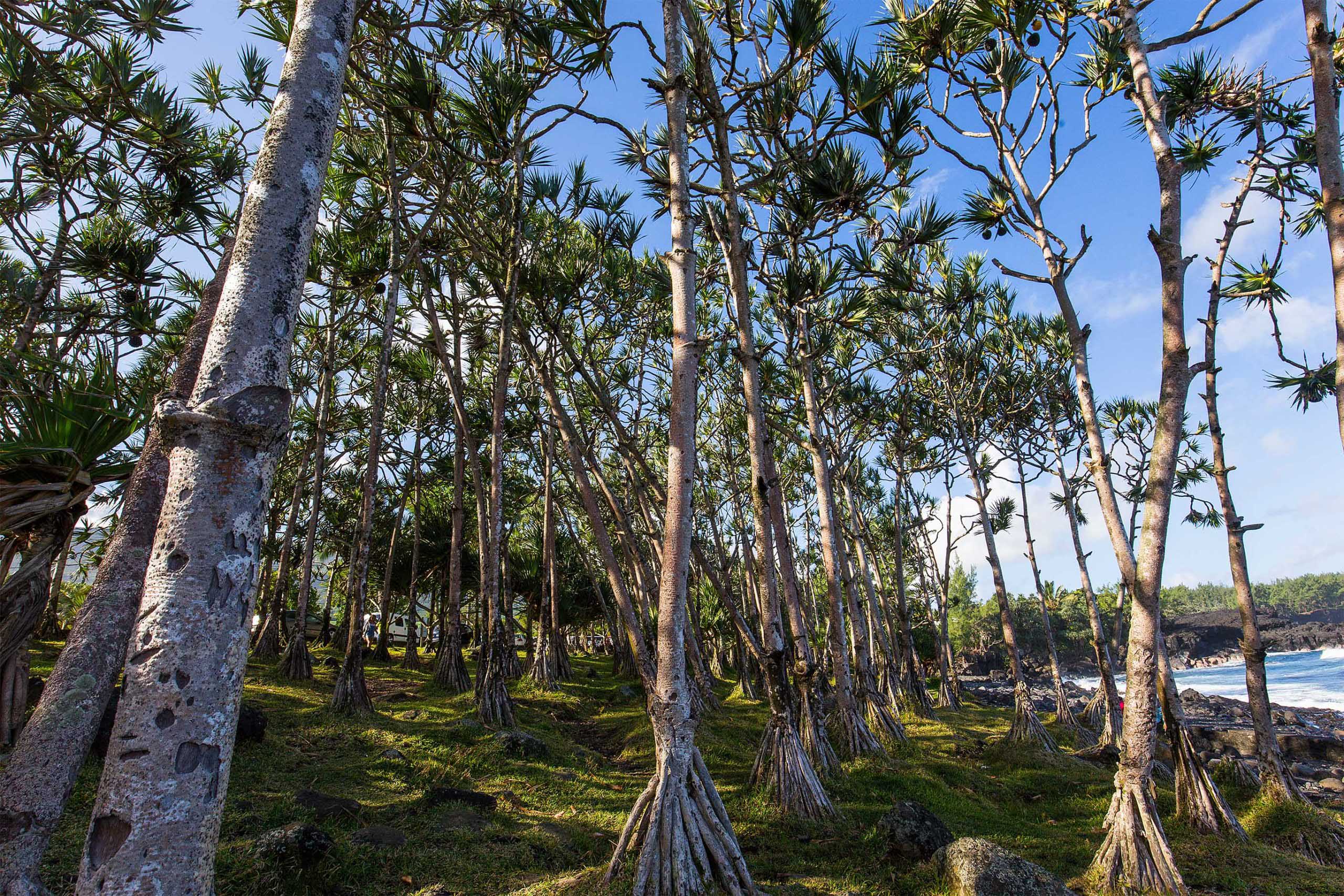 Ein Wald mit Pandanus utilis an einem Klippenrand im S&uuml;den von La R&eacute;union