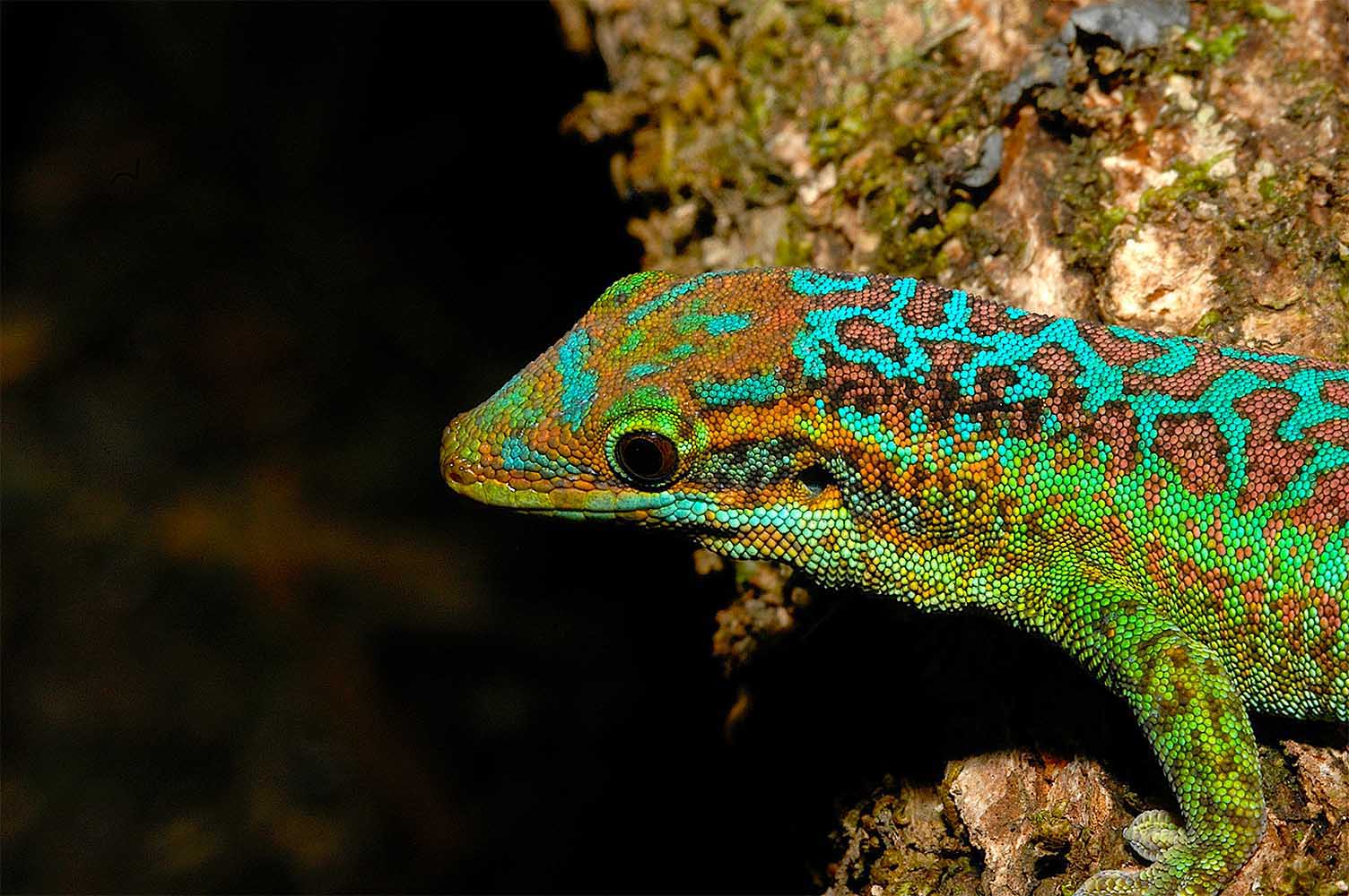 Phelsuma borbonica borbonica im For&ecirc;t du Crat&egrave;re im Osten von La R&eacute;union