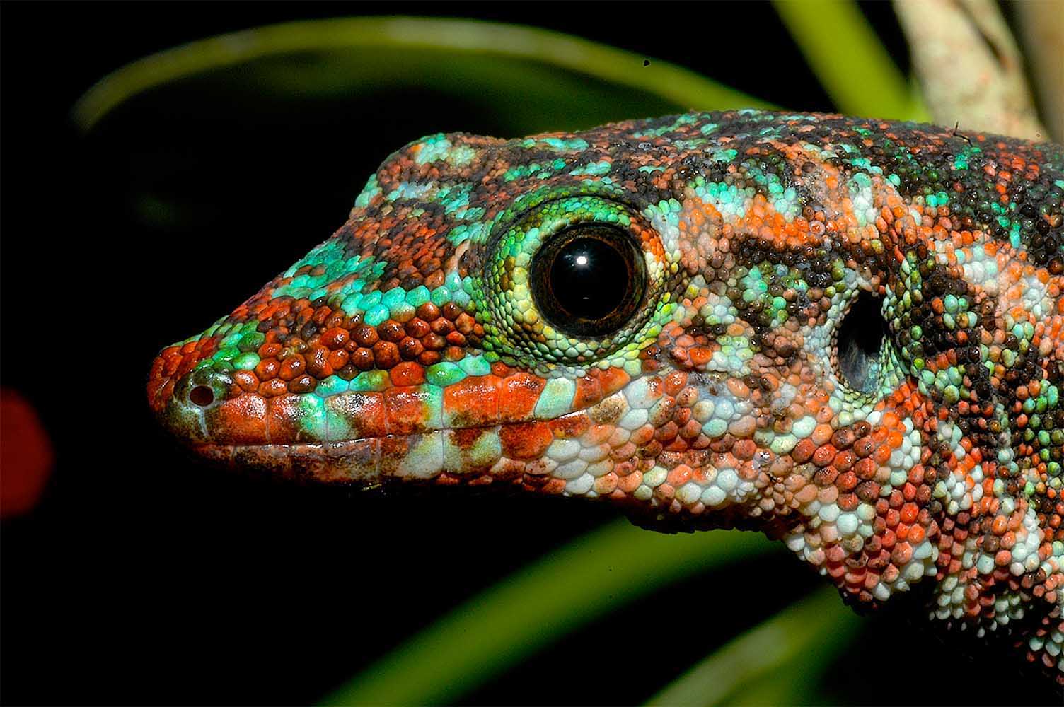 Phelsuma borbonica borbonica in Le Br&ucirc;l&eacute; im Norden von La R&eacute;union