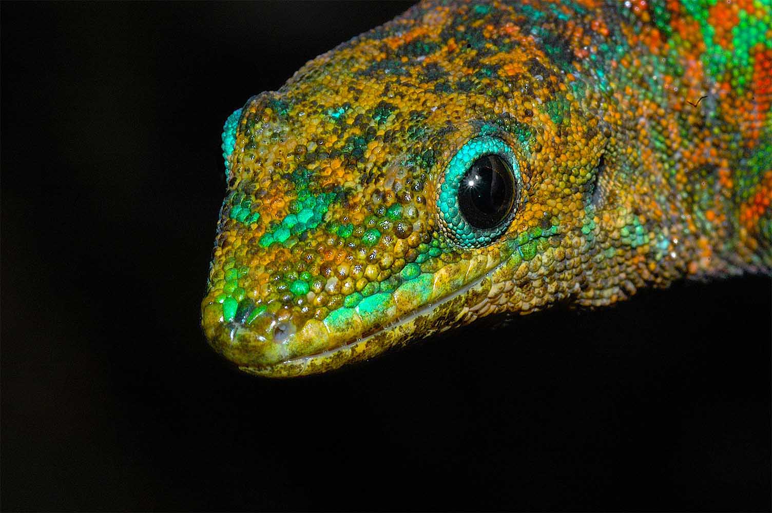 Phelsuma borbonica mater im Basse Valle&eacute;