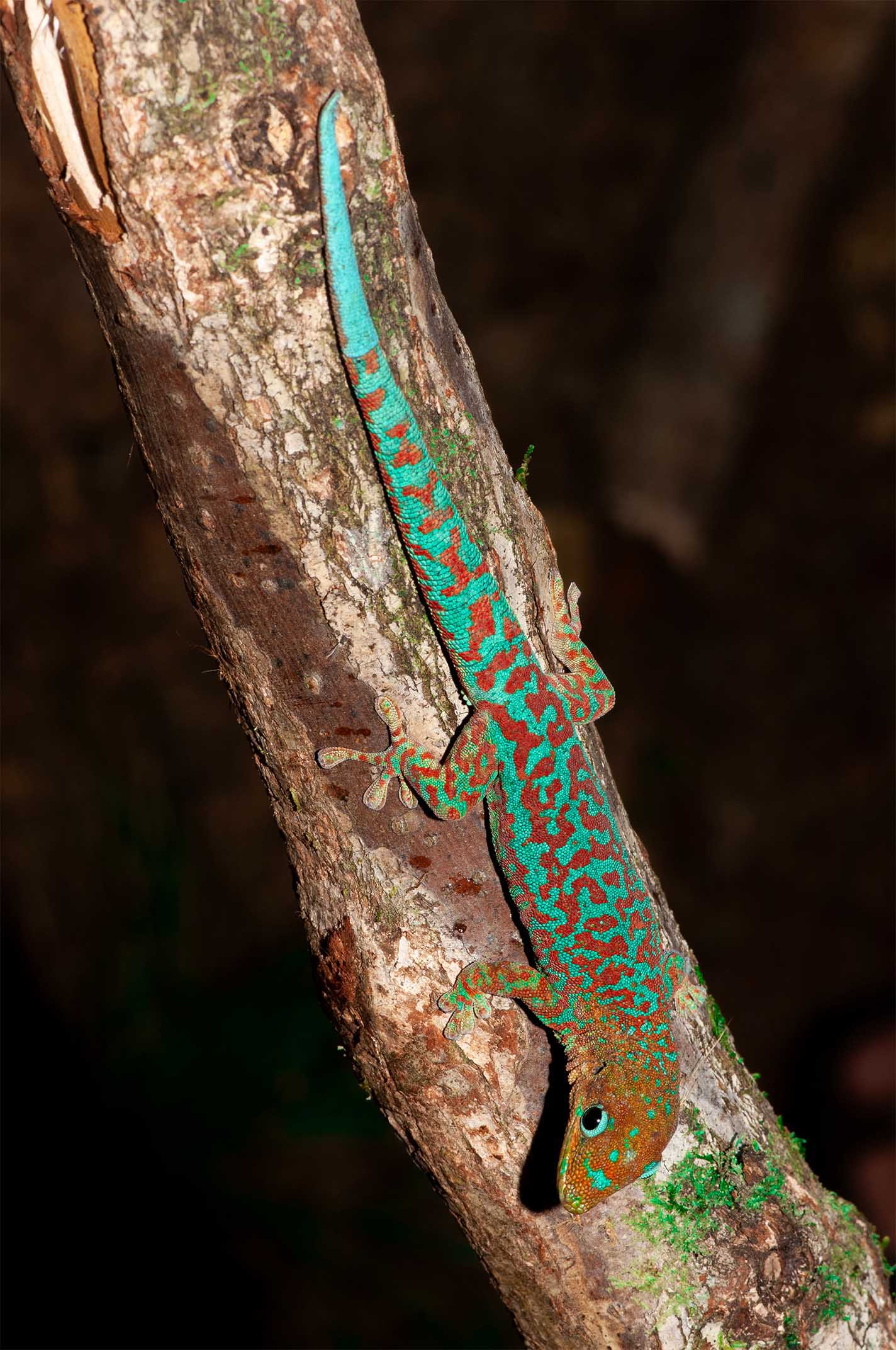 Phelsuma borbonica mater im Basse Valle&eacute; im S&uuml;den von La R&eacute;union