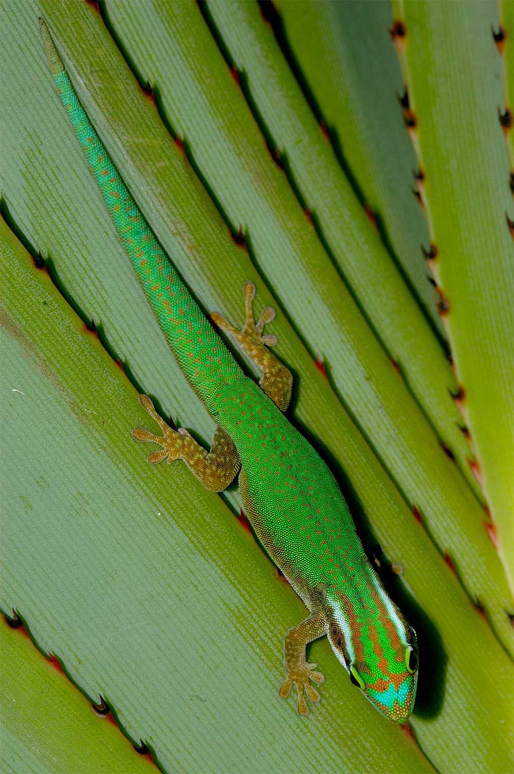 Phelsuma inexpectata auf den Bl&auml;ttern von Pandanus utilis
