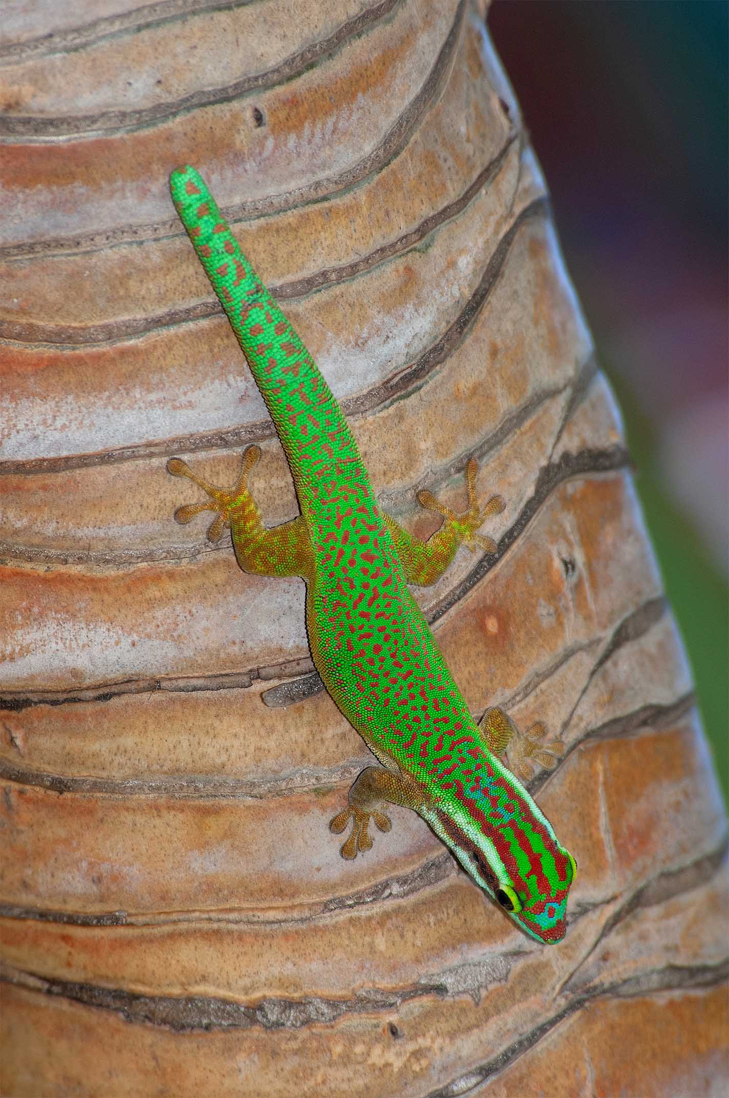 Phelsuma inexpectata Petite-&Icirc;le
