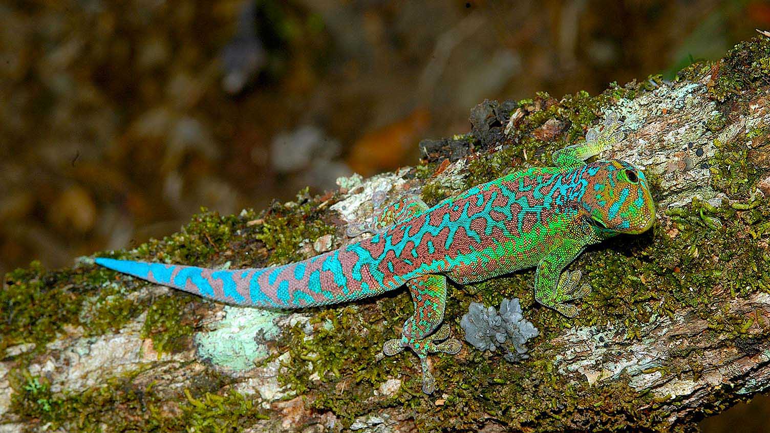 Phelsuma borbonica borbonica aus den H&ouml;hen von St. Rose im Osten von La R&eacute;union