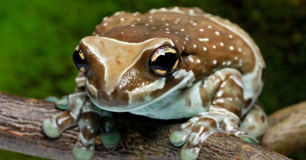 Amazon milk frog (Trachycephalus resinifictrix) perched on a branch.