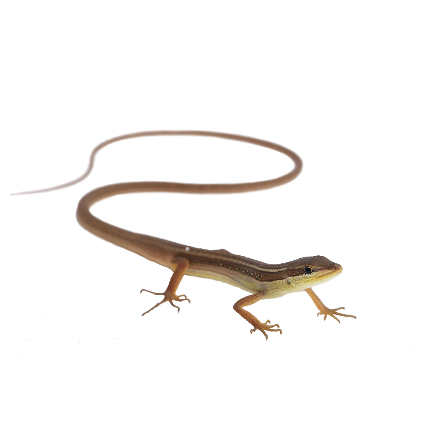 Takydromus sexlineatus