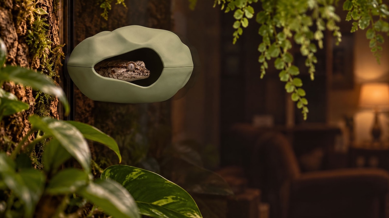 Gecko im BIOTIC H&auml;ngeversteck von Exo Terra, das oberhalb von Pflanzen in einem Terrarium befestigt ist