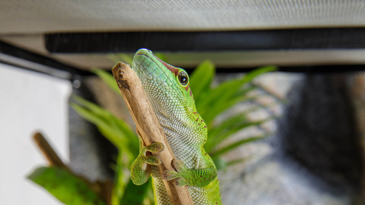 Habitat enrichment