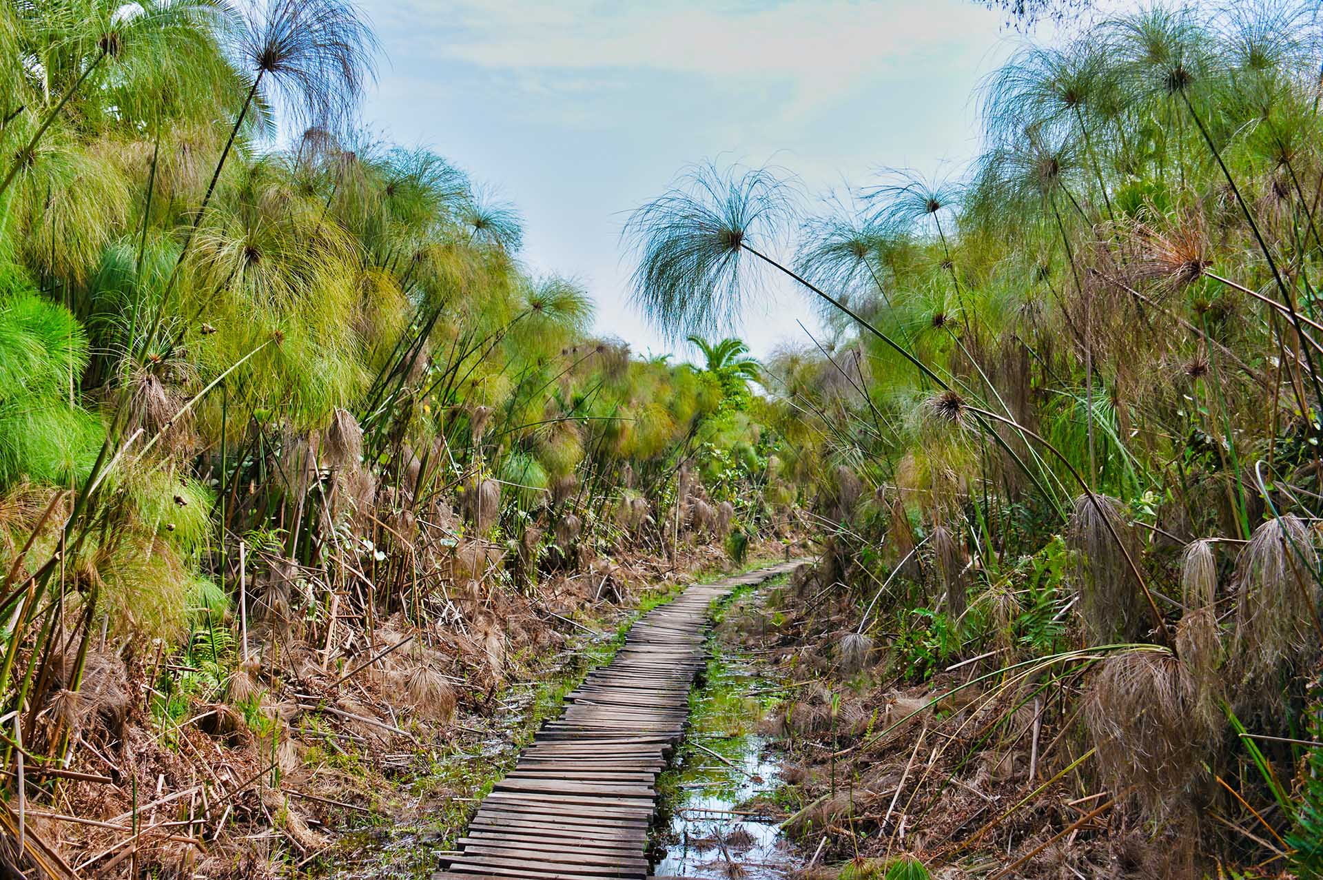 Die Bigodi-S&uuml;mpfe