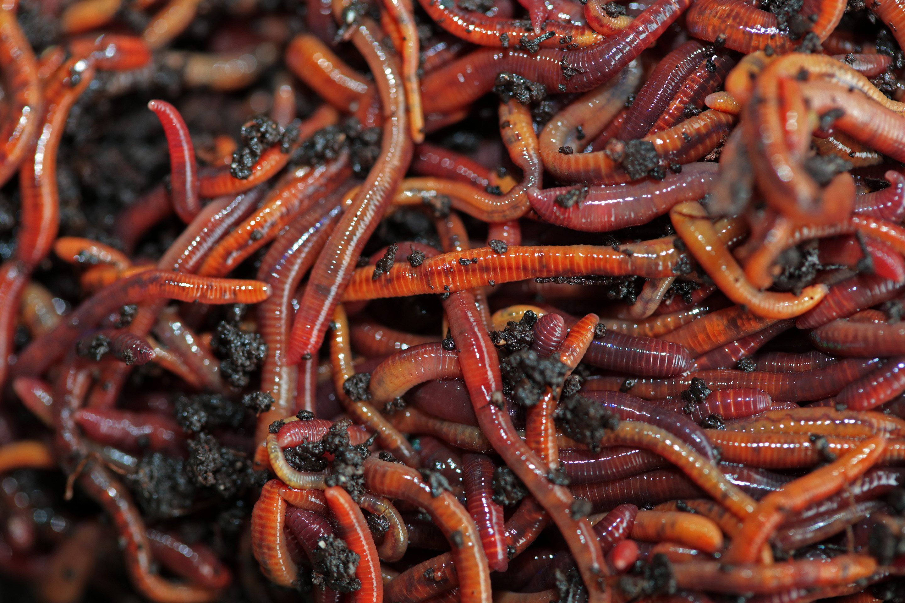 Earthworms (Eisenia hortensis)