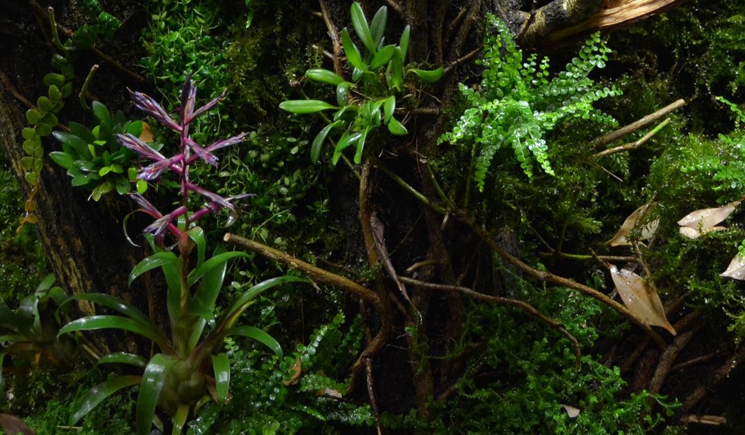 Schritt Für Schritt Zu Einem Bioaktiven Terrarium